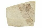 Fossil Fern (Lygodium?) - France #254211-1